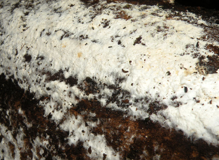 In parcheggio (Granulobasidium vellereum)